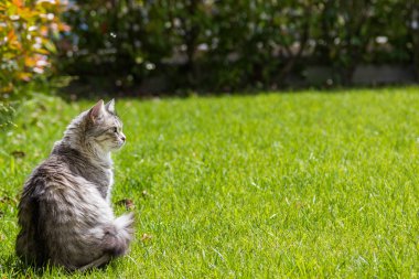 Bahçede uzun saçlı kedi. Açık havada rahatlayın hayvan safkan kedi yavrusu. Sibirya hipoalerjenik cins