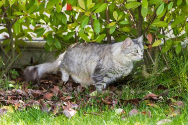 Bahçede uzun saçlı kedi. Açık havada rahatlayın hayvan safkan kedi yavrusu. Sibirya hipoalerjenik cins