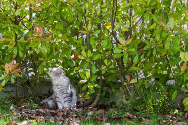 Bahçede uzun saçlı kedi. Açık havada rahatlayın hayvan safkan kedi yavrusu. Sibirya hipoalerjenik cins