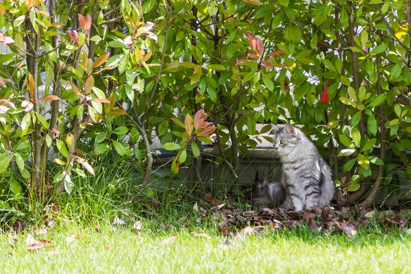 庭の長い髪の猫。屋外でリラックスして家畜の純粋な子猫。シベリア低アレルギー性品種 — ストック写真