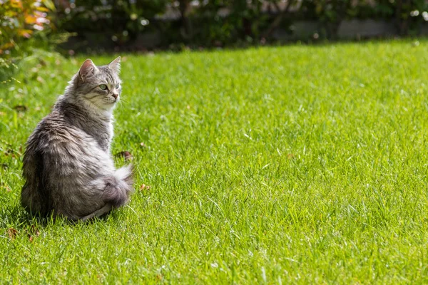 Chat aux cheveux longs dans un jardin. Chaton de race de bétail dans se détendre en plein air. Race sibérienne hypoallergénique — Photo