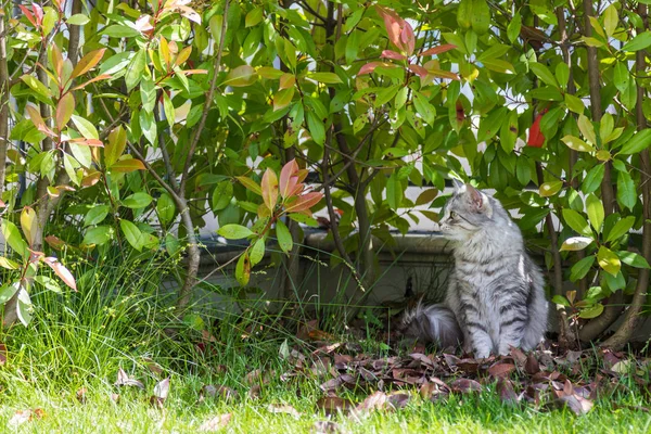 Bahçede uzun saçlı kedi. Açık havada rahatlayın hayvan safkan kedi yavrusu. Sibirya hipoalerjenik cins — Stok fotoğraf