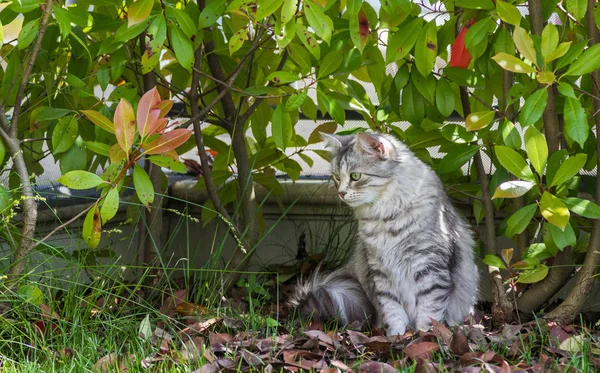 Gato de cabelos compridos em um jardim. Gatinho de raça pura de gado em relaxar ao ar livre. Raça hipoalergénica siberiana — Fotografia de Stock