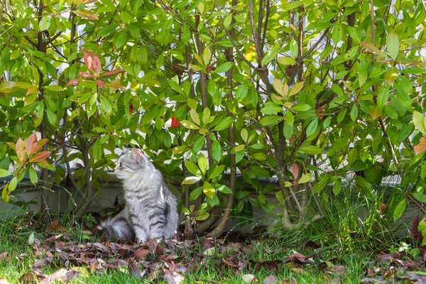 Kucing berambut panjang di taman. Beranak kucing ras kucing ternak di luar ruangan yang santai. Siberian hypoallergenic breed — Stok Foto