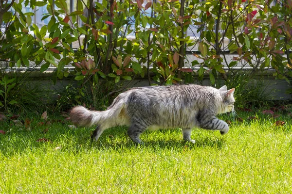 Gato de cabelos compridos em um jardim. Gatinho de raça pura de gado em relaxar ao ar livre. Raça hipoalergénica siberiana — Fotografia de Stock