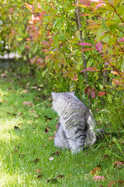 Gato de cabelos compridos em um jardim. Gatinho de raça pura de gado em relaxar ao ar livre. Raça hipoalergénica siberiana — Fotografia de Stock