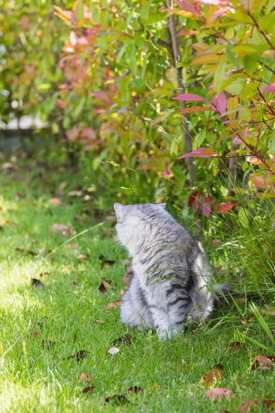 Langharige kat in een tuin. Raszuivere kitten van vee in ontspannen buiten. Siberische hypoallergene RAS — Stockfoto