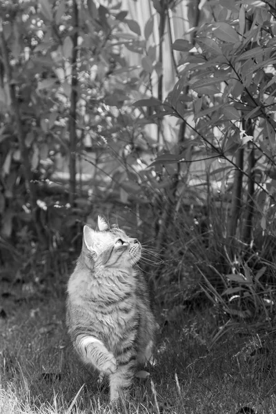 Chat aux cheveux longs dans un jardin. Chaton de race de bétail dans se détendre en plein air. Race sibérienne hypoallergénique — Photo