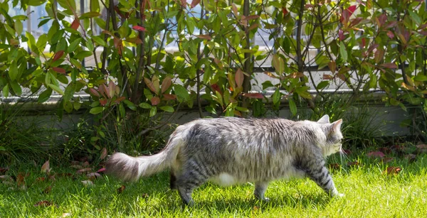 Μακριά μαλλιά γάτα σε έναν κήπο. Καθαρόαιμο γατάκι από ζώα σε χαλάρωση έξω. Σιβηρική υποαλλεργική φυλή — Φωτογραφία Αρχείου