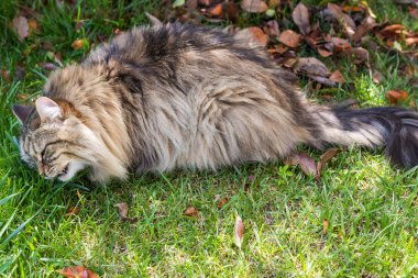 Bahçede uzun saçlı kedi. Açık havada rahatlayın hayvan safkan kedi yavrusu. Sibirya hipoalerjenik cins