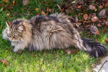 Bahçede uzun saçlı kedi. Açık havada rahatlayın hayvan safkan kedi yavrusu. Sibirya hipoalerjenik cins