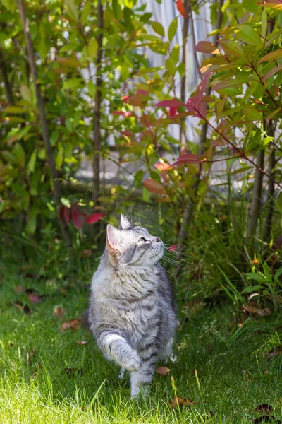 Langhaarige Katze in einem Garten. reinrassige Jungtiere von Nutztieren in entspannter Umgebung. Sibirische hypoallergene Rasse — Stockfoto