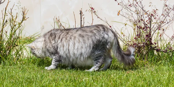 Gato de cabelos compridos em um jardim. Gatinho de raça pura de gado em relaxar ao ar livre. Raça hipoalergénica siberiana — Fotografia de Stock