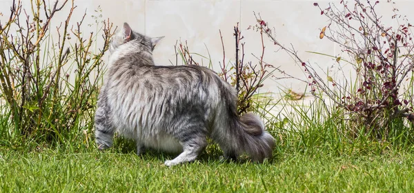 Långhårig katt i en trädgård. Purebred kattunge av boskap i Relax utomhus. Sibiriska hypoallergena rasen — Stockfoto