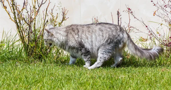 Långhårig katt i en trädgård. Purebred kattunge av boskap i Relax utomhus. Sibiriska hypoallergena rasen — Stockfoto