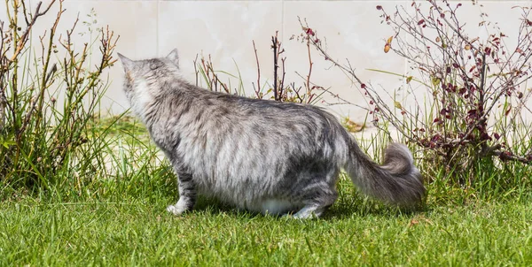 Gato de cabelos compridos em um jardim. Gatinho de raça pura de gado em relaxar ao ar livre. Raça hipoalergénica siberiana — Fotografia de Stock