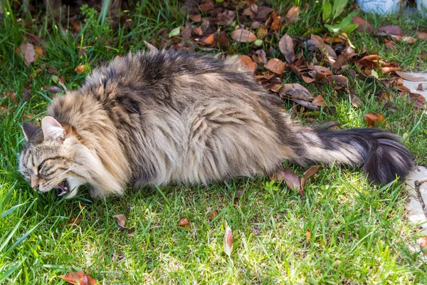 Bahçede uzun saçlı kedi. Açık havada rahatlayın hayvan safkan kedi yavrusu. Sibirya hipoalerjenik cins