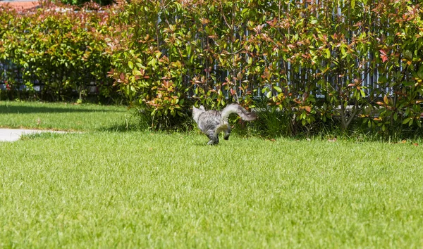 Gato de cabelos compridos em um jardim. Gatinho de raça pura de gado em relaxar ao ar livre. Raça hipoalergénica siberiana — Fotografia de Stock