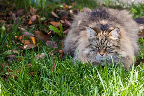 정원에서 긴 머리 고양이입니다. 야외에서 가축의 순종 새끼 고양이 휴식. 시베리아 저자극성 품종 — 스톡 사진