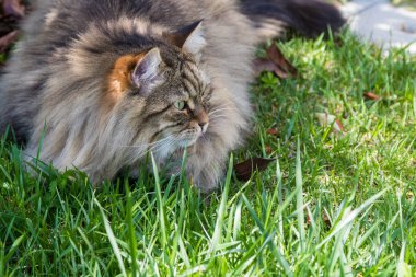 Bahçede uzun saçlı kedi. Açık havada rahatlayın hayvan safkan kedi yavrusu. Sibirya hipoalerjenik cins