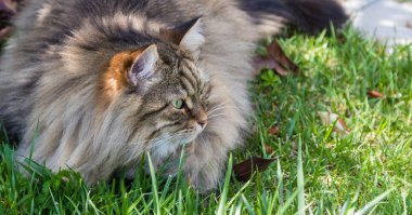 Bahçede uzun saçlı kedi. Açık havada rahatlayın hayvan safkan kedi yavrusu. Sibirya hipoalerjenik cins