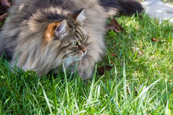 庭の長い髪の猫。屋外でリラックスして家畜の純粋な子猫。シベリア低アレルギー性品種 — ストック写真
