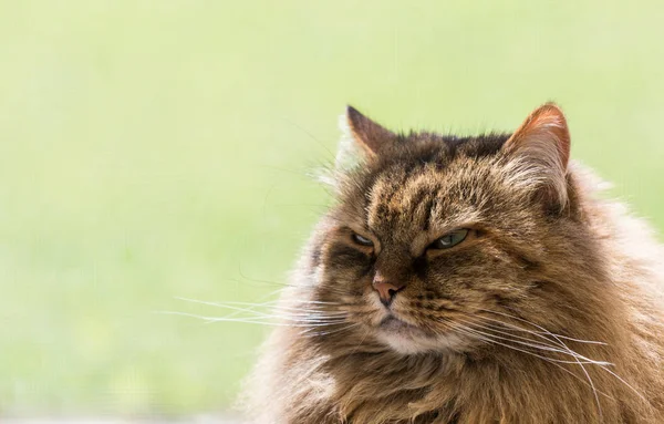 Adorable gato de pelo largo de raza siberiana en relajarse al aire libre. Pur —  Fotos de Stock