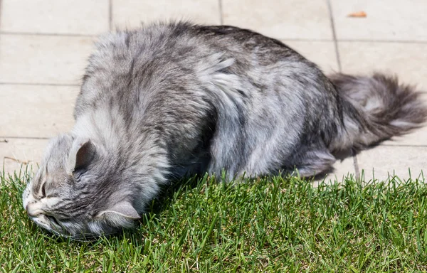 Adorable chat à poils longs de race sibérienne en plein air relax. Pur. — Photo
