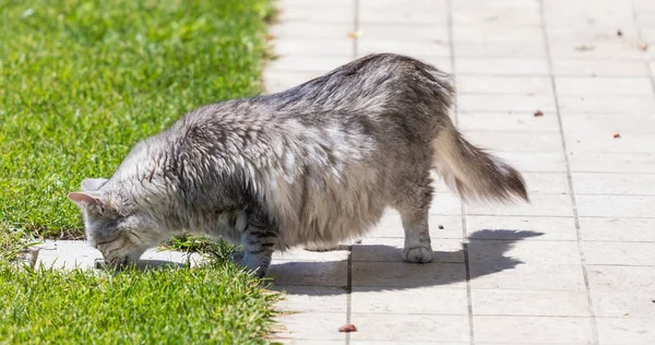 Чарівний довгошерстий кіт сибірської породи в розслабленому відкритому повітрі. Пурпуровий — стокове фото