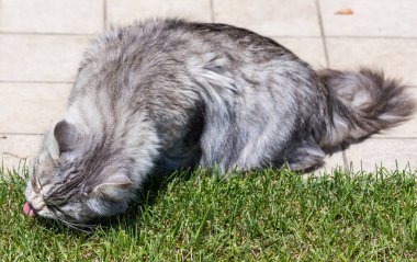 Açık Relax Sibirya doğurmak çok sevimli uzun saçlı kedi. Pur