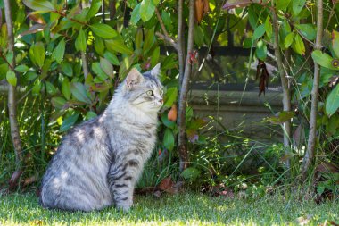 Açık Relax Sibirya doğurmak çok sevimli uzun saçlı kedi. Pur
