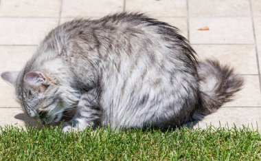 Açık Relax Sibirya doğurmak çok sevimli uzun saçlı kedi. Pur