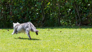 Açık Relax Sibirya doğurmak çok sevimli uzun saçlı kedi. Pur