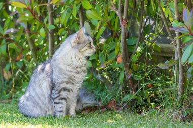 Açık Relax Sibirya doğurmak çok sevimli uzun saçlı kedi. Pur