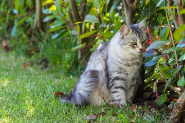 Açık Relax Sibirya doğurmak çok sevimli uzun saçlı kedi. Pur
