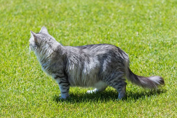 Adorável gato de cabelos longos da raça siberiana em relaxar ao ar livre. Pur... — Fotografia de Stock