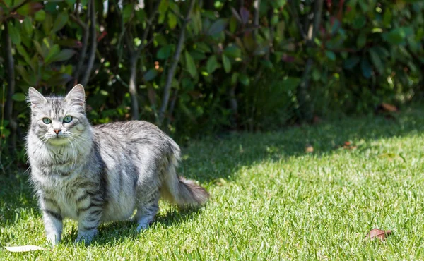 Adorável gato de cabelos longos da raça siberiana em relaxar ao ar livre. Pur... — Fotografia de Stock