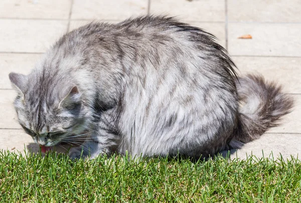 Açık Relax Sibirya doğurmak çok sevimli uzun saçlı kedi. Pur — Stok fotoğraf
