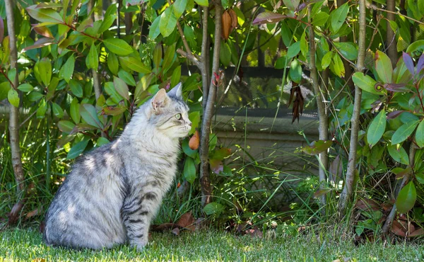 Entzückende langhaarige Katze sibirischer Rasse in entspannter Natur. pur — Stockfoto