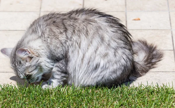 Adorable long haired cat of siberian breed in relax outdoor. Pur — Stock Photo, Image
