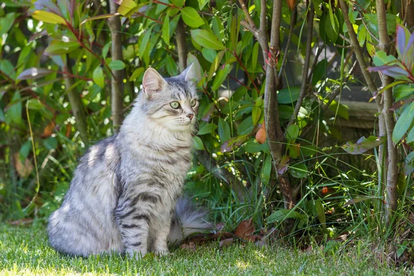 Adorabile gatto dai capelli lunghi di razza siberiana in relax all'aperto. Pur... — Foto Stock