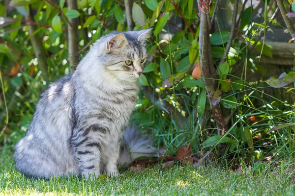 Adorable langharige kat van Siberische ras in Relax outdoor. Pur — Stockfoto