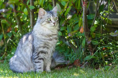 Açık Relax Sibirya doğurmak çok sevimli uzun saçlı kedi. Pur