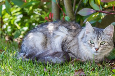 Açık Relax Sibirya doğurmak çok sevimli uzun saçlı kedi. Pur