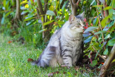Açık Relax Sibirya doğurmak çok sevimli uzun saçlı kedi. Pur
