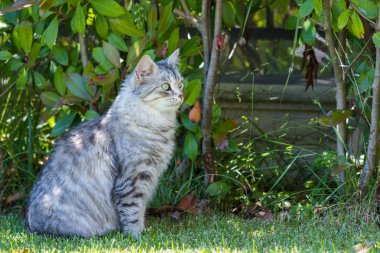 Açık Relax Sibirya doğurmak çok sevimli uzun saçlı kedi. Pur