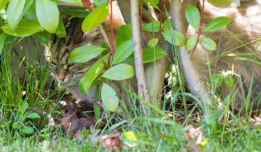 Açık Relax Sibirya doğurmak çok sevimli uzun saçlı kedi. Pur