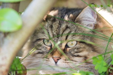 Açık Relax Sibirya doğurmak çok sevimli uzun saçlı kedi. Pur
