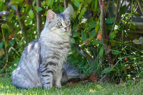 Açık Relax Sibirya doğurmak çok sevimli uzun saçlı kedi. Pur