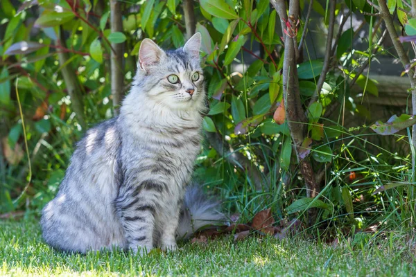 Adorable chat à poils longs de race sibérienne en plein air relax. Pur. — Photo